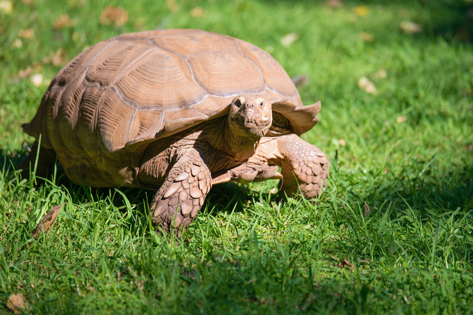 Tortoise on grass