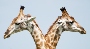 Two giraffe heads.