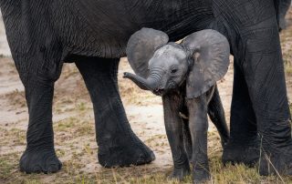 Baby elephant standing underneath its mother