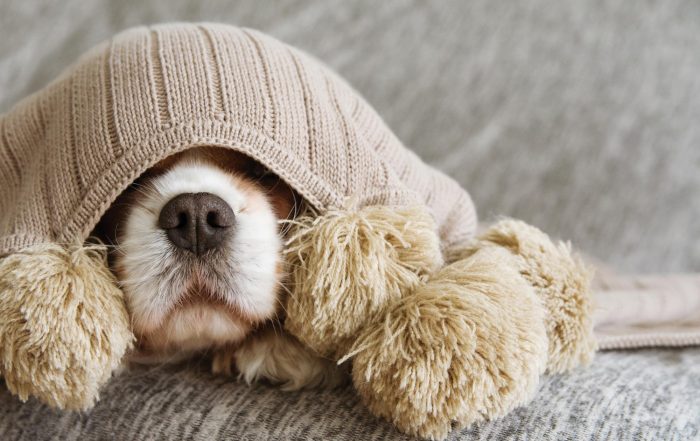 Dog with beanie on covering its eyes